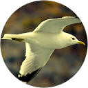 Shekhar Nautiyal profile picture