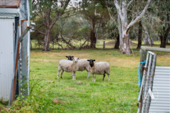 Listing image for 38 Stockmans Close, Oakford  WA  6121