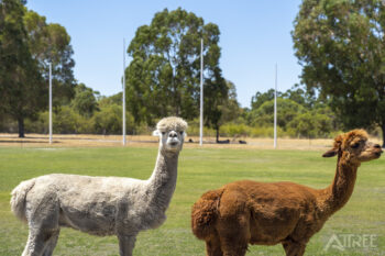 Listing image for 133 Gutteridge Road, Banjup  WA  6164