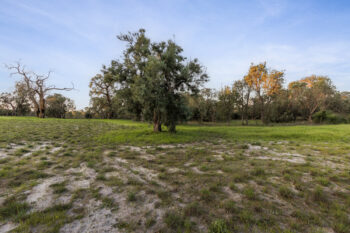 Listing image for 6 Born Road, Casuarina  WA  6167