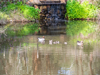 Listing image for 87 Connell Avenue, Martin  WA  6110